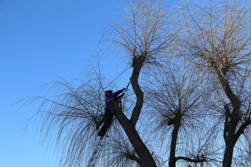 Arborist working on tree trimming, thinning and pruning in overgrown crown