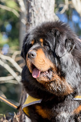 Portrait of the faithful Tibetan Mastiff . Huge guarding dog posing calmly in the forest. Robust massive head with lot of loose skin and hanging lips.