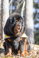 Portrait of the faithful Tibetan Mastiff . Huge guarding dog posing calmly in the forest. Robust massive head with lot of loose skin and hanging lips.