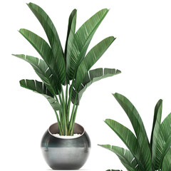 3d illustration of tropical plants Strelitzia in a pot on a white background