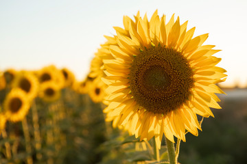 Obraz premium Beautiful Sunflower Field