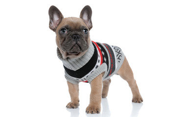 cute french bulldog in costume looking up