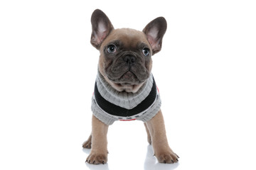 adorable small frenchie in costume looking up