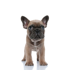 Obraz premium adorable small french bulldog looking up