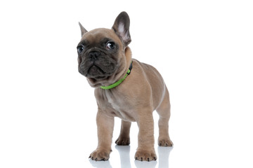 cute small french bulldog wearing collar and looking to side