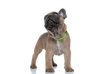 cute french bulldog wearing collar and looking up