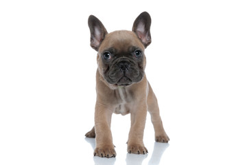 cute small bully standing isolated on white background