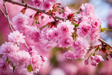 Beautiful cherry blossom sakura in spring time