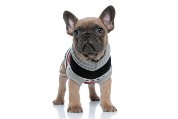 adorable little french bulldog in costume looking up