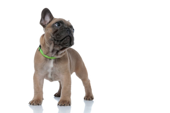 adorable small frenchie wearing collar and looking up side