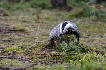 The European badger also known as the Eurasian badger is licking a stump in the forest © frank11