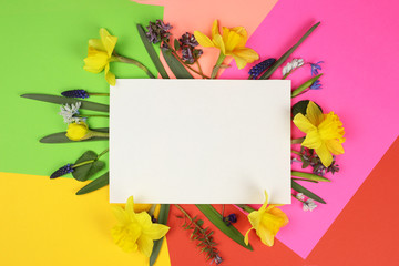 colored Easter eggs and spring flowers on a colored background, layout, space for text