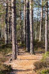 Curvy ground path, sparse pine park in early spring. Different shades of green and orange, parallel trunks of pine trees, sandy ground gravel road. Raised bog natural trail, Estonia, European Union