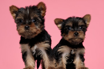 cute couple of yorkshire terrier looking to side