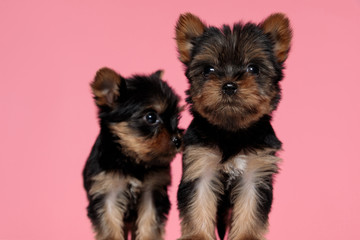 couple of cute yorkshire terrier looking to side