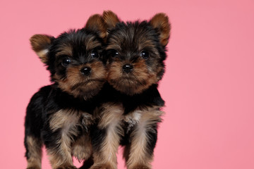 cute couple of small yorkshire terrier cuddling