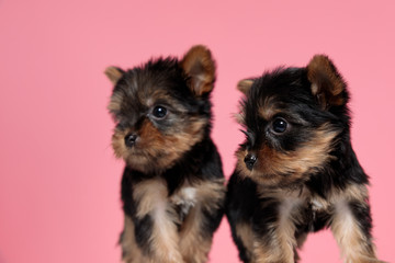 adorable couple of yorkshire terrier looking to side