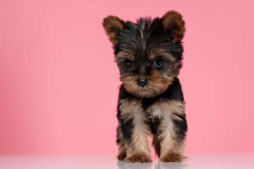 adorable yorkshire terrier looking to side and walking