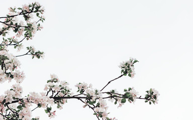 Spring Apple Tree Blossoms Against A White Background - 332246536