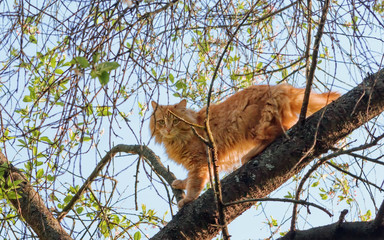 Cat Climbed Up On A Tree Branch On A Spring Day - 332246549