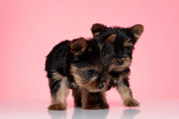 adorable team of yorkshire terrier looking down