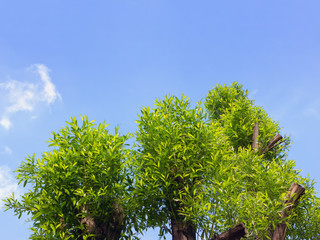 Tree Tops Against The Blue Sky - 332246559