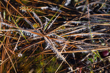 Early morning in spring in raised bog. Frozen grass covered with tiny sharp shiny icicles. Ice layer above creek, peat moss under icy cover. Beauty of the Nature in Estonia, Europe.
