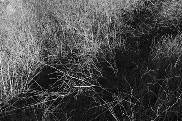 Woods with cut trees and branches