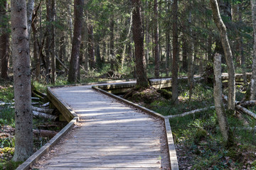 Steady curvy broad wooden construction over vulnerable surface. Walking path in raised bog natural trail through pine forest. Sunlight giving sharp shadows. Estonia, Europe.