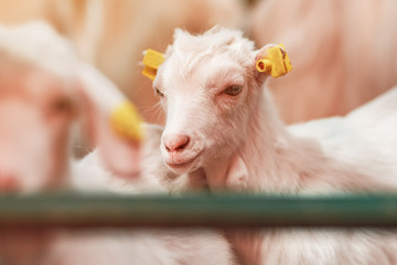 Cute baby goat kid in pen on livestock farm
