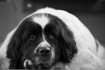 Close portrait of a sweet big white and black female Landseer in Baltic sea. Dog looks attentively to the photographer, she has white heart shaped patch on forehead. Finnish Gulf, Estonia, Europe