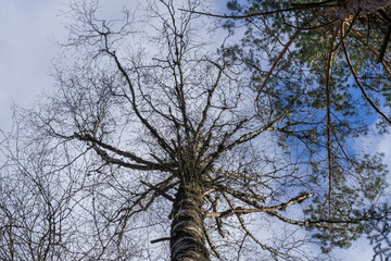 Trunk and ornamental foliage of pine tree, photographed from below to top. Mix from crooked branches, green thorns and bright blue sky. Estonia, European Union