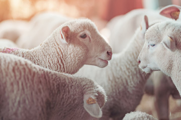 Lamb in sheep pen on dairy farm