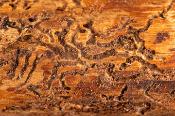 Woodworm tunnels in coniferous wood. Pine infested by bark beetles.