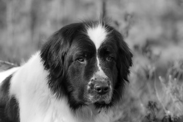 Close portrait of a sweet big white and black female Landseer in Baltic sea. Dog looks attentively to the photographer, she has white heart shaped patch on forehead. Finnish Gulf, Estonia, Europe