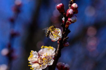 Bees collect nectar on the flowers of an apricot tree. Macro photography.