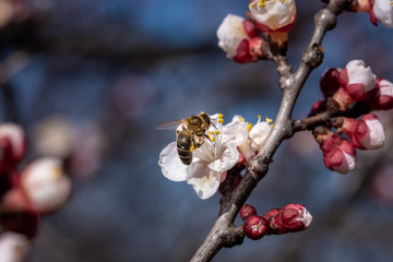 Bees collect nectar on the flowers of an apricot tree. Macro photography.