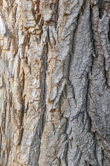 the bark of an old tree as a close-up background