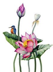 Watercolor illustration of a Kingfisher bird resting on a leaf of a blooming Lotus.
