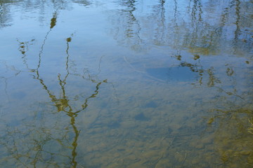River water with trees