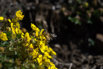 Bees collect nectar on bright yellow flowers. Macro photography.