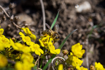 Fototapeta premium Bees collect nectar on bright yellow flowers. Macro photography.