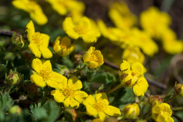 Bees collect nectar on bright yellow flowers. Macro photography.