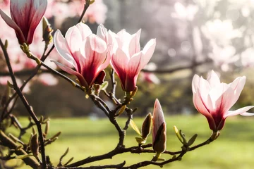 Schilderijen op glas Branch of blossoming pink magnolia in the spring © Olesia