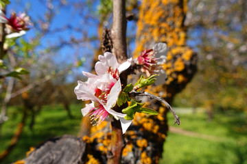 Close up photo of almond tree in blossom with bokeh effect as seen at spring