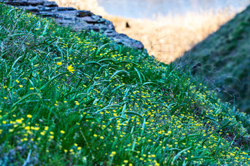 The first spring flowers. Tulipa Biebersteiniana. Macro photography.