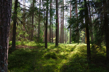 Obraz premium Early morning with sunrise in spruce forest
