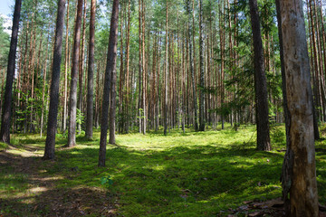 Early morning with sunrise in spruce forest