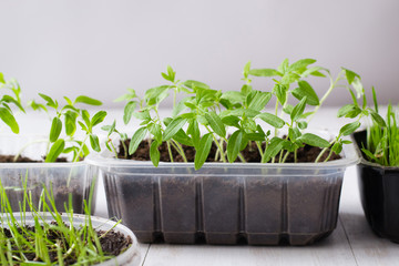 Seedling of tomato and other plants growing at home garden