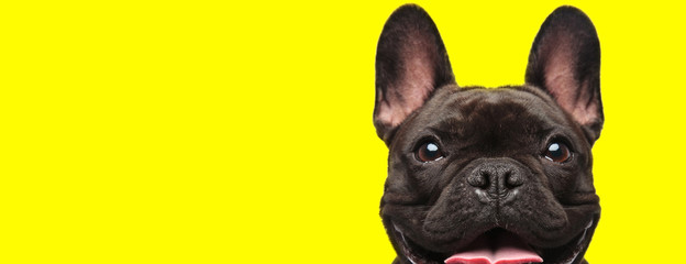 french bulldog dog with brown fur looking at camera